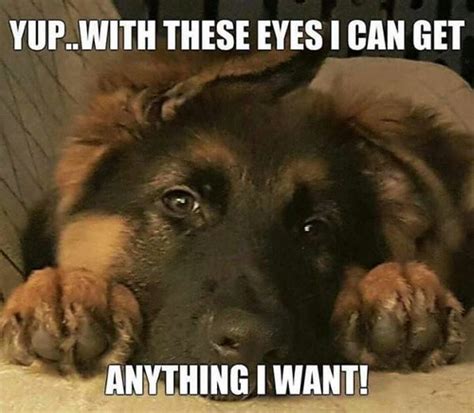 40 Funny And Cute Dog Memes That Will Cure Your Soul | Flickr