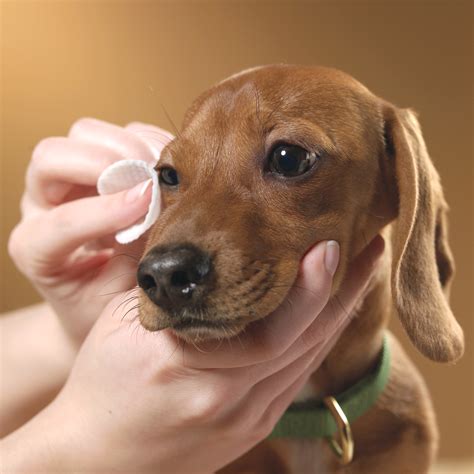 What You Need to Know About Dog Eye Care - Best Dog Foods and Holistic Dog Health Remedies ...