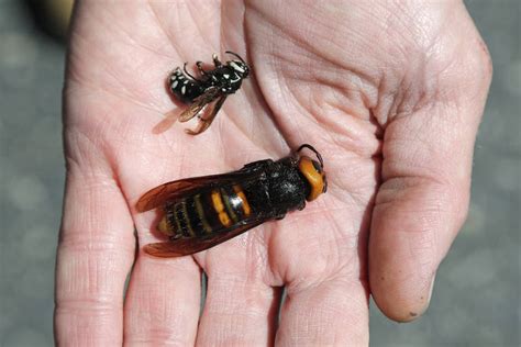 Bug experts dismiss worry about U.S. ‘murder hornets’ as hype ...