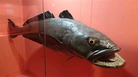 Patagonian Toothfish or Chilean Sea Bass: Everything You Need To Know About Dissostichus ...