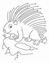 Porcupine Coloring Pages  Best For Kids sketch template