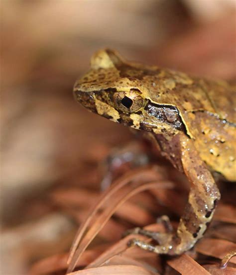 Two new frog species found on Vietnam’s highest mountain | ZSL