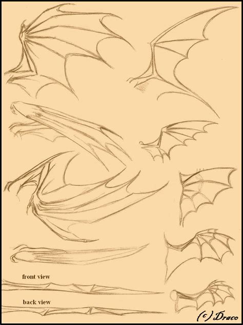 Dragon Wings Drawings