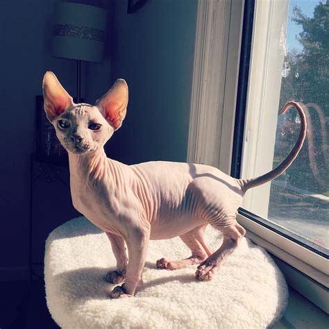 5 Facts about the hairless Sphynx cats - Life with Catman