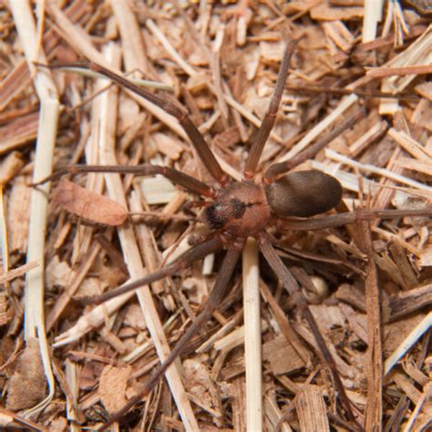 Colorado's Two Most Dangerous Spiders - Pure Pest Co