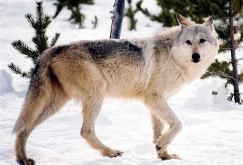 As Gray Wolves Return, So Does Debate Over Hunting : NPR