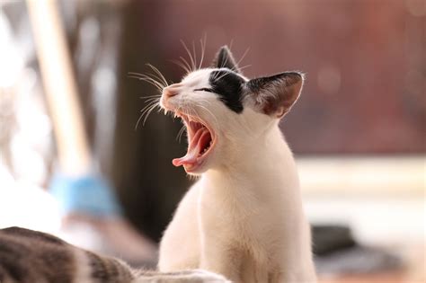 Cat Runny Nose - Eyes & Sneezing | Symptoms + Causes