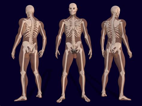 File:3D Male Skeleton Anatomy.png
