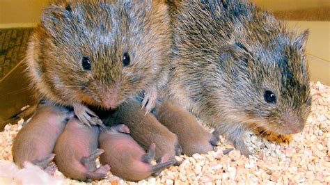 Learning About Love From Prairie Vole Bonding : NPR