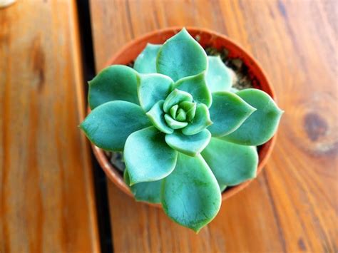 Premium Photo | High angle view of succulent plant on table