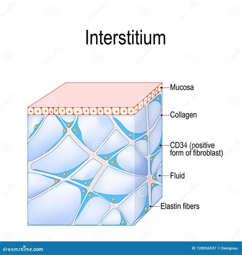 Structure D'interstice Tissus Humains Illustration de Vecteur ...