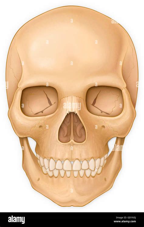 Normal front view of the adult skull Stock Photo - Alamy