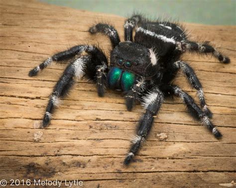 Bold Jumping Spider (Spiders of JLNHPP) · BioDiversity4All