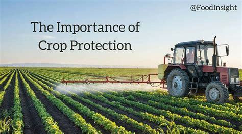 What Happens When You Stop Using Crop Protection – Food Insight