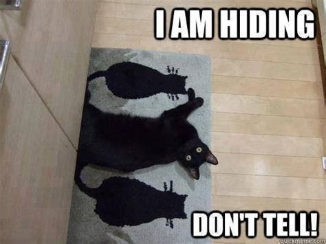 I am hiding | Funny animals with captions, Funny animals, Cats