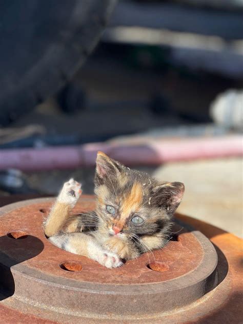 Kitty cat sat in a rust rotor purring like a motor : r/Eyebleach