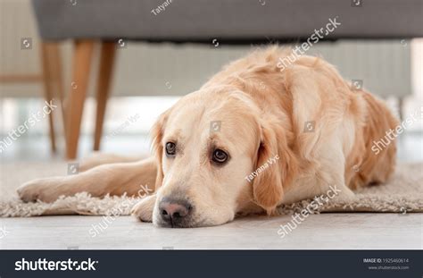 Golden Retriever Dog Lies On Floor Stock Photo 1925460614 | Shutterstock