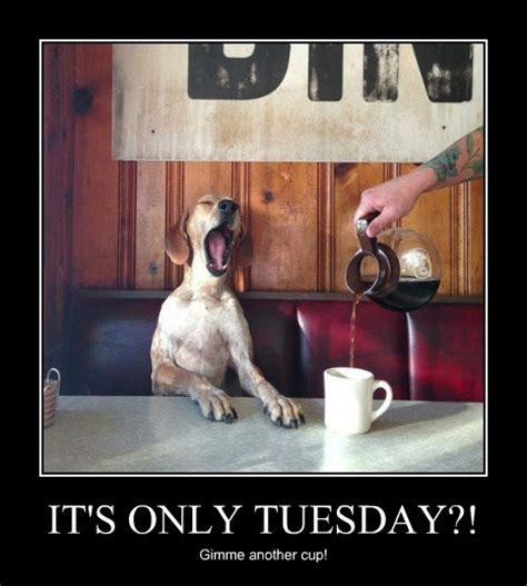Photo in Funny - Coffee - Google Photos | Dogs, Dog training obedience, Coffee hound