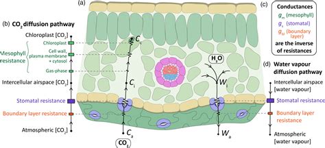 The influence of stomatal morphology and distribution on photosynthetic ...