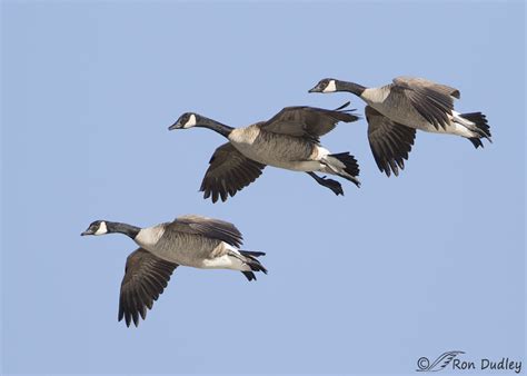 A Trio Of Canada Geese In Flight – Feathered Photography