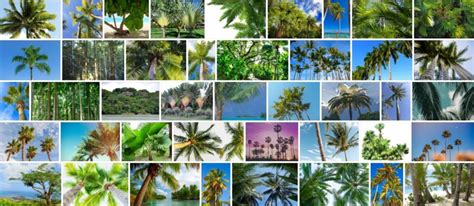 Tropical Trees, 93 Best Tropical Tree Types, Names and Pictures ...