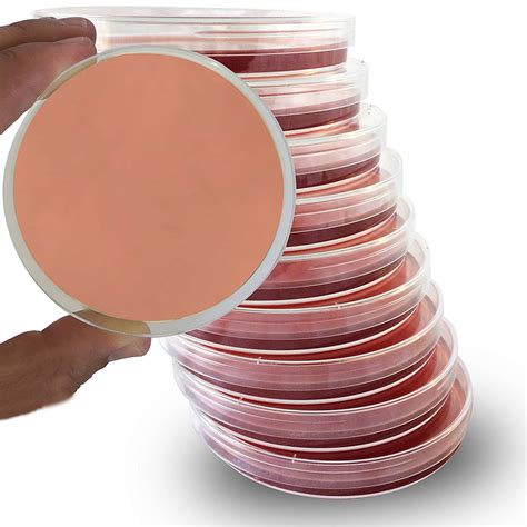 Buy MacConkey Agar Plates - Evviva Sciences - 10 Prepoured MacConkey Agar Petri Dishes - Great ...