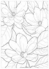 Campbells Magnolia Coloring Page  Pages Pinterest Flower sketch template
