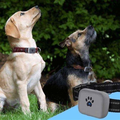 Pet Tracking collar | Henrac Tech South Africa | South African Pet trackers