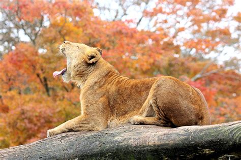 Fuji Safari Park - Encounter Animals Up Close At Mt. Fuji's Base | LaptrinhX / News