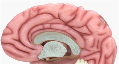 Human Brain Anatomy 3D Model $99 - .max .obj - Free3D