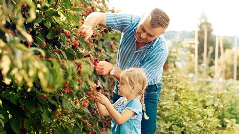 Where to go berry picking in Australia | The Neff Kitchen