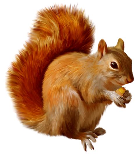 Clipart squirrel acorn, Clipart squirrel acorn Transparent FREE for download on WebStockReview 2023