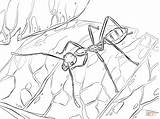 Weaver Ant coloring Page  Free Printable Coloring Pages sketch template