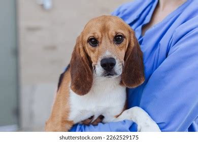 Beagle Puppy Dog Being Carried By Stock Photo 2262529175 | Shutterstock