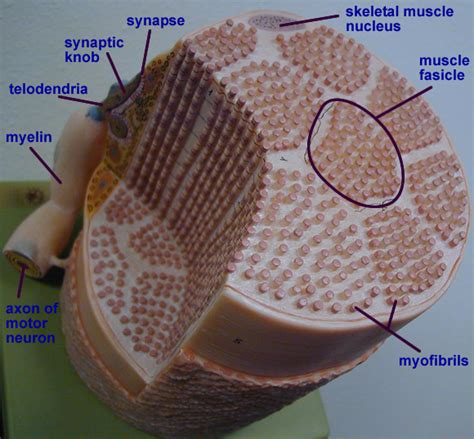 Skeletal Muscle Cell Model Labeled