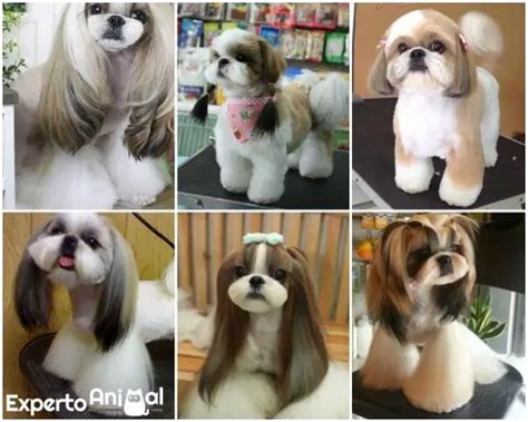 5 peinados para un Shih Tzu - Vida con Mascotas ️