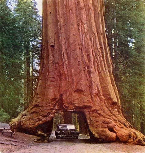 Yosemite National Park, CA - Giant Sequoias (Gallery) | Redwood tree ...