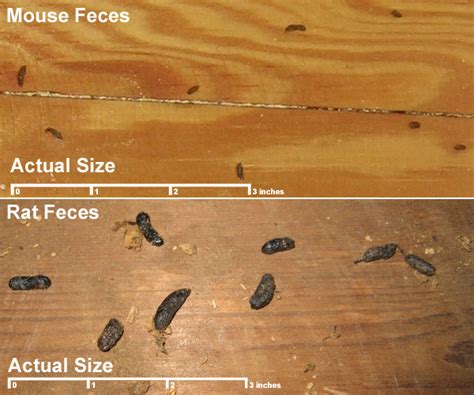 Difference Between Bat And Mouse Droppings