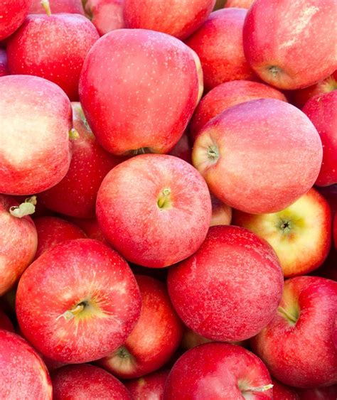 Gala Apples (3lb. Bag) 9 to 10 count – Field Of Dreams Farm