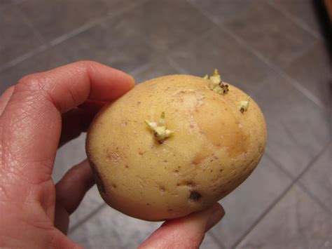 The Secret to Growing Delicious Potatoes in Your Own Backyard - MyGardeninn