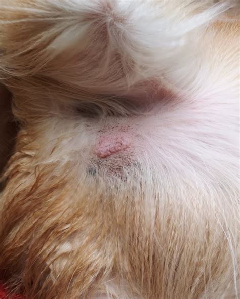 13 Pictures of Dog Tumors, Cysts, Lumps & Warts - Home