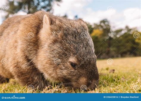 Common Wombat Eating Grass in a Field. Stock Photo - Image of australia, eating: 226422816