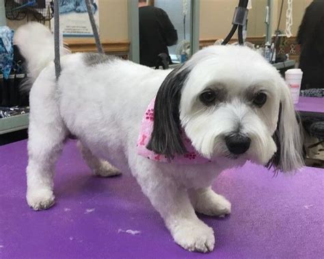 10 Best Havanese Haircuts for Your Puppy | Page 2 of 4 | The Paws in 2021 | Havanese haircuts ...