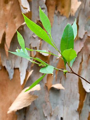 Eucalyptus Globulus Essential Oil: Benefits, Uses & Insights