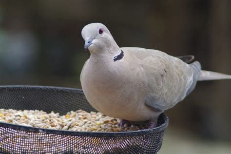 Ringneck Dove: Know Everything About Them | Pets Nurturing