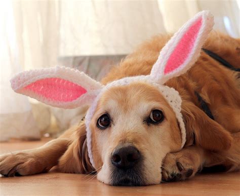 Bunny Ears for Dogs | pawsomecrochet | Easter pets, Easter pet photos, Bunny ear