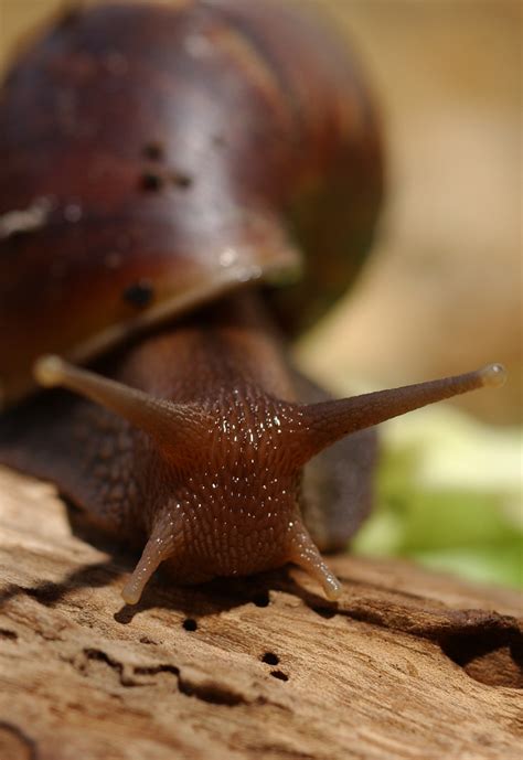 African Land Snail Sponsorship - Shepreth Wildlife Park