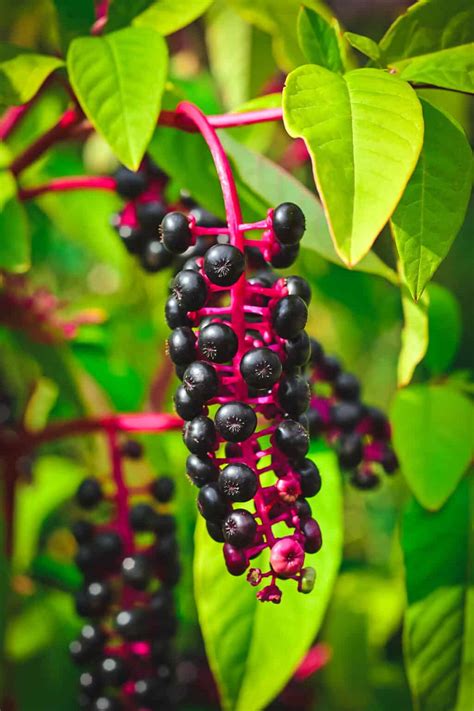 Foraging for Elderberries & Elderflowers: Identification, Look-alikes ...