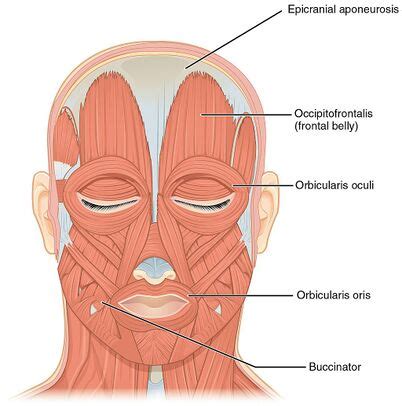 Aponeurosis - Physiopedia