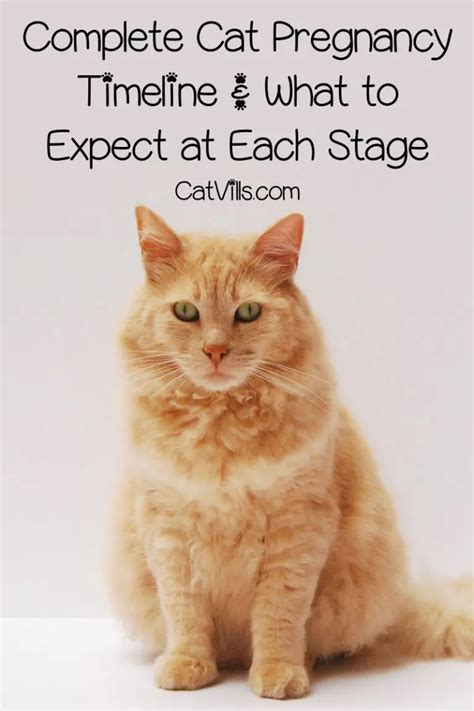 Cat Pregnancy Timeline: The Definitive Guide To Prepare For Birth Of ...